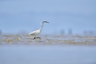 Little egret (Egretta garzetta) walking at the shore, hunting, sea, ebro delta, Catalonia, Spain,