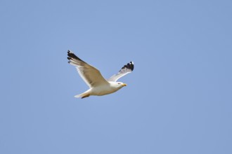 Yellow-legged gull (Larus michahellis) flying in the sky, ebro delta, Catalonia, Spain, Europe