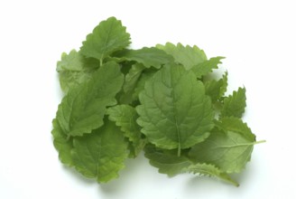 Lemon balm (Melissa officinalis) or melissa, family of the labiates, the foliage leaves, Melissae