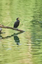 Great cormorant (Phalacrocorax carbo) sitting on the shore of a lake, Bavaria, Germany, Europe