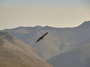 Vultures in flight, Mountains, Samaria Gorge, Omalos, Lefka Ori, White Mountains, West Crete,