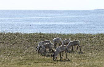 Reindeer (Rangifer tarandus) small herd foraging in the tundra on the shore of the Barents Sea,