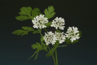 Coriander (Coriandrum sativum) (umbelliferae), leaves, flowers, plant species in the family, used