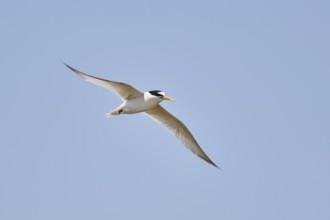 Little tern (Sternula albifrons) flying in the sky, hunting, ebro delta, Catalonia, Spain, Europe