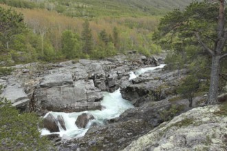 Landscape in Dovrefjell-Sunndalsfjella National Park, Central Norway, Norway, Scandinavia, Europe