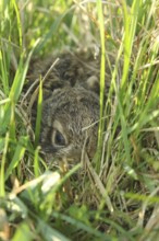 European hare (Lepus europaeus) few days old young animal in high grass, Lower Austria, Austria,