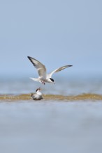 Elegant tern (Thalasseus elegans) flying in the sky above the sea, hunting, ebro delta, Catalonia,