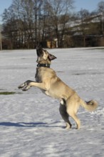 Kangal, Anatolian guard dog jumps after being thrown a snowball, Allgäu, Bavaria, Germany, Europe