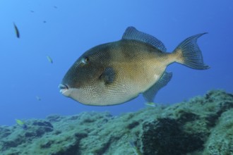 Grey triggerfish (Balistes capriscus), Eastern Atlantic, Canary Islands, Fuerteventura, Spain,