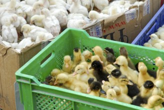 Chicken chicks, domestic chicken, domestic duck, ducklings, market, Ürgüp, Cappadocia, Turkey, Asia