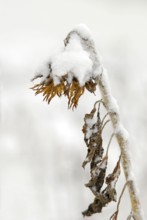 Sunflower (Helianthus annuus)