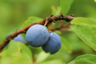 Blackthorn (Prunus spinosa) Blackthorn