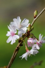 Higan cherry (Prunus subhirtella) Higan cherry