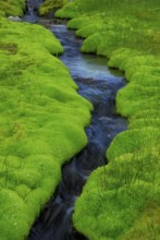 Brook and spring fen (Pohlia wahlenbergii), Wahlenberg Pohlmoos, Iceland, Europe