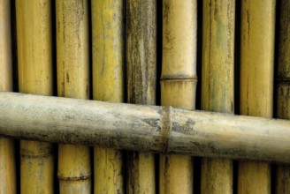 Bamboo fence, Japan, Asia