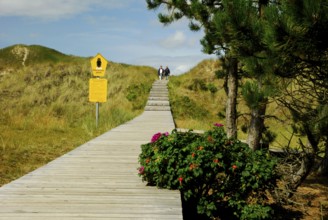 Bohlensteg, Amrumer Dunes Nature Reserve, Amrum, North Friesland, Schleswig-Holstein, Germany,