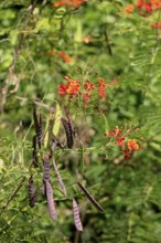 Tamarind (Tamarindus indica), fruits and flowers on the tree, Roatan, Honduras, Central America