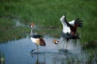 Crowned Cranes, pair, courting, Amboseli national park, Kenya (Balearica pavonina regulorum)