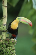 Keel-billed Toucan (Ramphastos sulfuratus), Roatan, Honduras, Central America