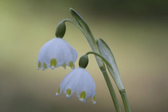 Spring Snowflake (Leucojum vernum), Marzenbecher, plants, lily family, Liliaceae, flowers, Europe,