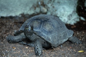 Burmese Brown Tortoise (Geochelone emys)