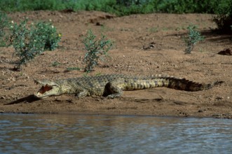 Nilotic crocodile, Kruger National Park, nile crocodile (Crocodylus niloticus)