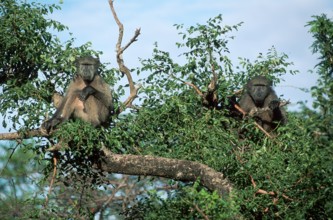 Chacma Baboons (Papio ursinus), Kwazulu Natal, South Africa, Africa