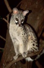 Common Genet (Genetta genetta), Samburu Game Reserve, Kenya, Africa