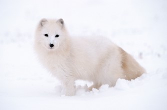 Arctic Fox (Alopex lagopus) (Vulpes lagopus), side