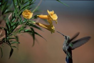 Broad-billed Hummingbird (Cynanthus latirostris), young male Sonora desert, Arizona, USA, side,