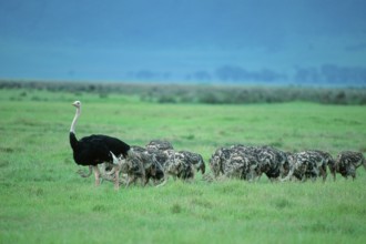 Masai Ostrichs (Struthio camelus massaicus), male with youngs, Ngorongoro crater, Tanzania, Africa