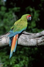 Buffon's Macaw, Great Green Macaw (Ara ambigua)