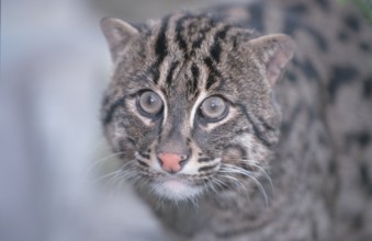 Fishing Cat (Prionailurus viverrinus) (Felis viverrinus)