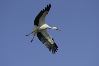 White Stork (Ciconia ciconia), Germany, freistellbar, Europe