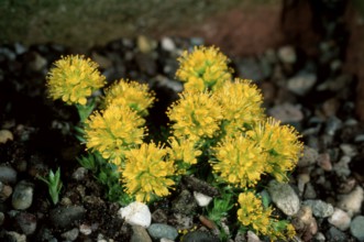 Saxifrage (Saxifraga x apiculata)