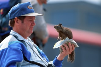 Californian Ground Squirrel (Citellus beecheyi) sitting on man's hand, California, USA, Beechey's