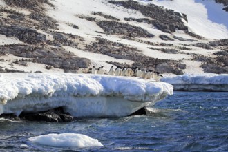 Adelie Penguin (Pygoscelis adeliae), group in snow, Antarctica, Half Moon Isalnd, Weddell Sea,