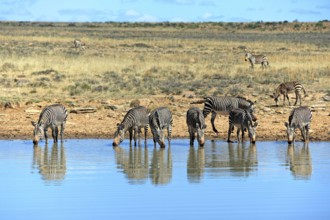 Cape mountain zebras (Equus zebra zebra), Mountain Zebra National Park, South Africa, Africa