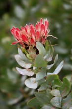 King protea (Protea cynaroides), South Africa, Africa