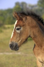 Foal, Camargue, South of France, Camargue horse, Grey, Profile