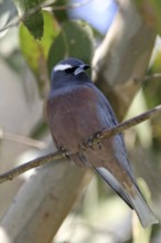 White-browed Woodswallow (Artamus superciliosus), Northern Territory, Australia, Oceania