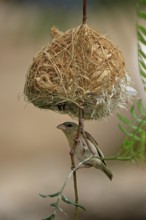 Masked Weaver (Ploceus velatus), female at nest, Oudtshoorn, Klein Karoo, South Africa, Africa