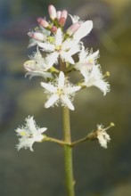 Bog bean (Menyanthes trifoliata) or bitter clover, medicinal plant