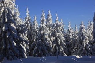 Winter landscape in the Fichtelgebirge, Bayreuth district, Upper Franconia, Bavaria, Germany,