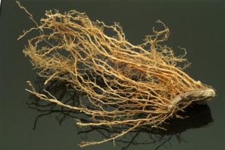 Vetiver, Chrysopogon zizanioides, Andropogon squarrosus, Andropogon muricatus, a sweet grass, is