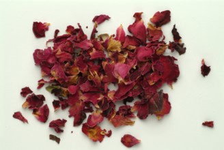 Dried petals of the medicinal plant rose, fragrant rose, Rosa gallica officinalis, The rose is also