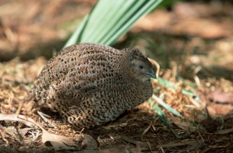 Indian Blue Quail, female (Coturnix chinensis), Chinesische Zwergwachtel, weiblich, Asien, asia,