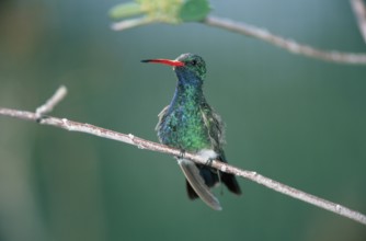 Broad-billed hummingbird (Cynanthus latirostris), male, Arizona, USA, Sonoran Desert, America,