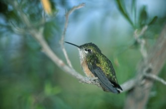 Calliope Hummingbird, male, Sonora desert, Arizona, USA (Stellula calliope), Sternelfe, maennlich,