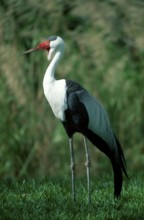 Wattled crane (Grus carunculatus)